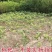 枇杷苗枇杷苗嫁接枇杷树苗大五星南方北方种植盆栽地栽特大果