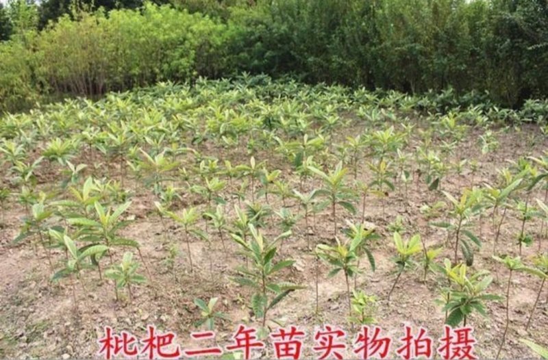 枇杷苗枇杷苗嫁接枇杷树苗大五星南方北方种植盆栽地栽特大果