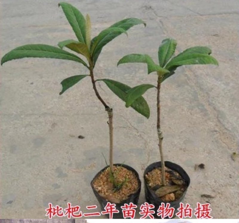 枇杷苗枇杷苗嫁接枇杷树苗大五星南方北方种植盆栽地栽特大果