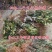 枇杷苗枇杷苗嫁接枇杷树苗大五星南方北方种植盆栽地栽特大果