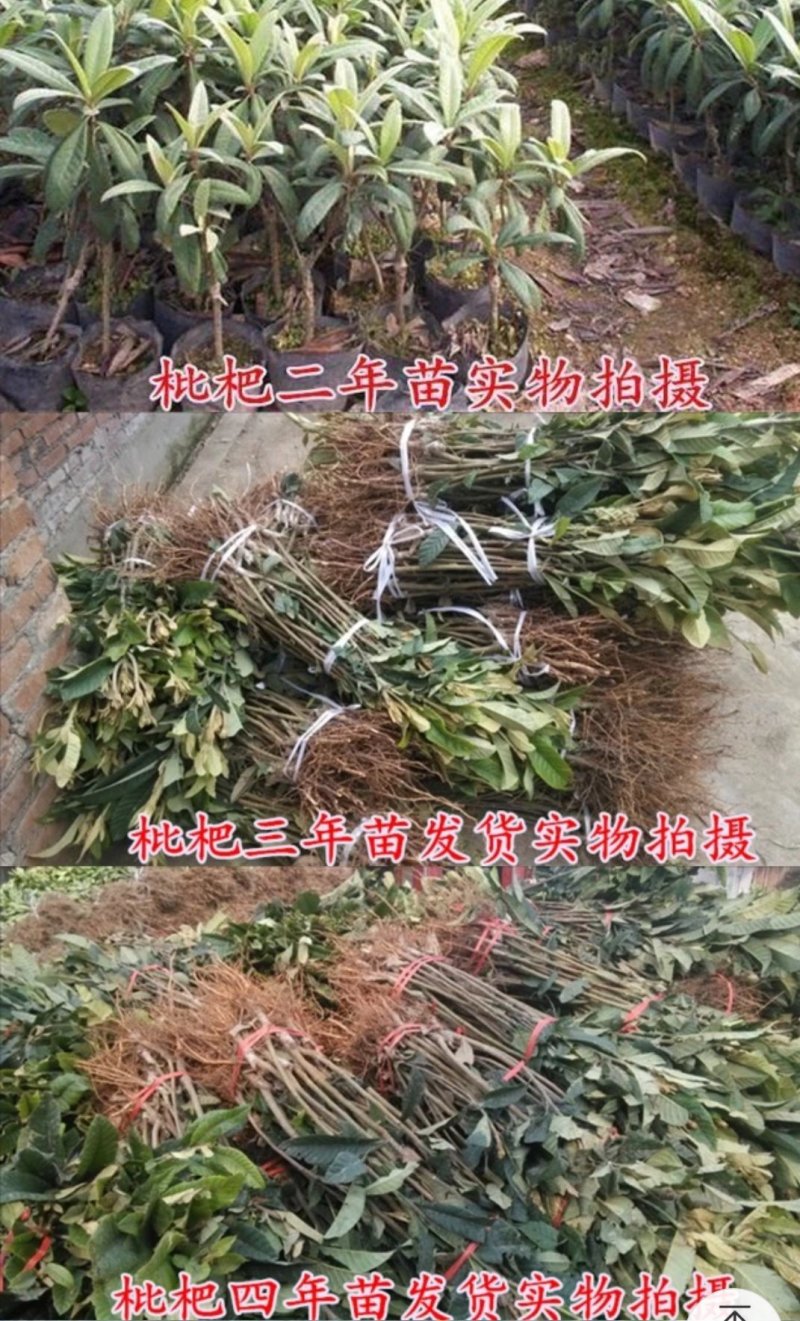 枇杷苗枇杷苗嫁接枇杷树苗大五星南方北方种植盆栽地栽特大果