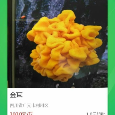 金耳