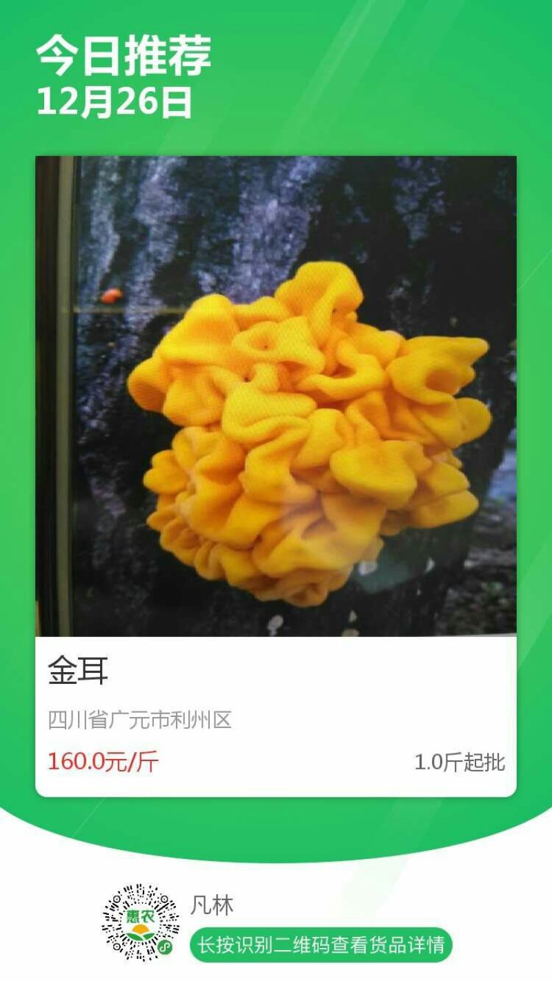 金耳
