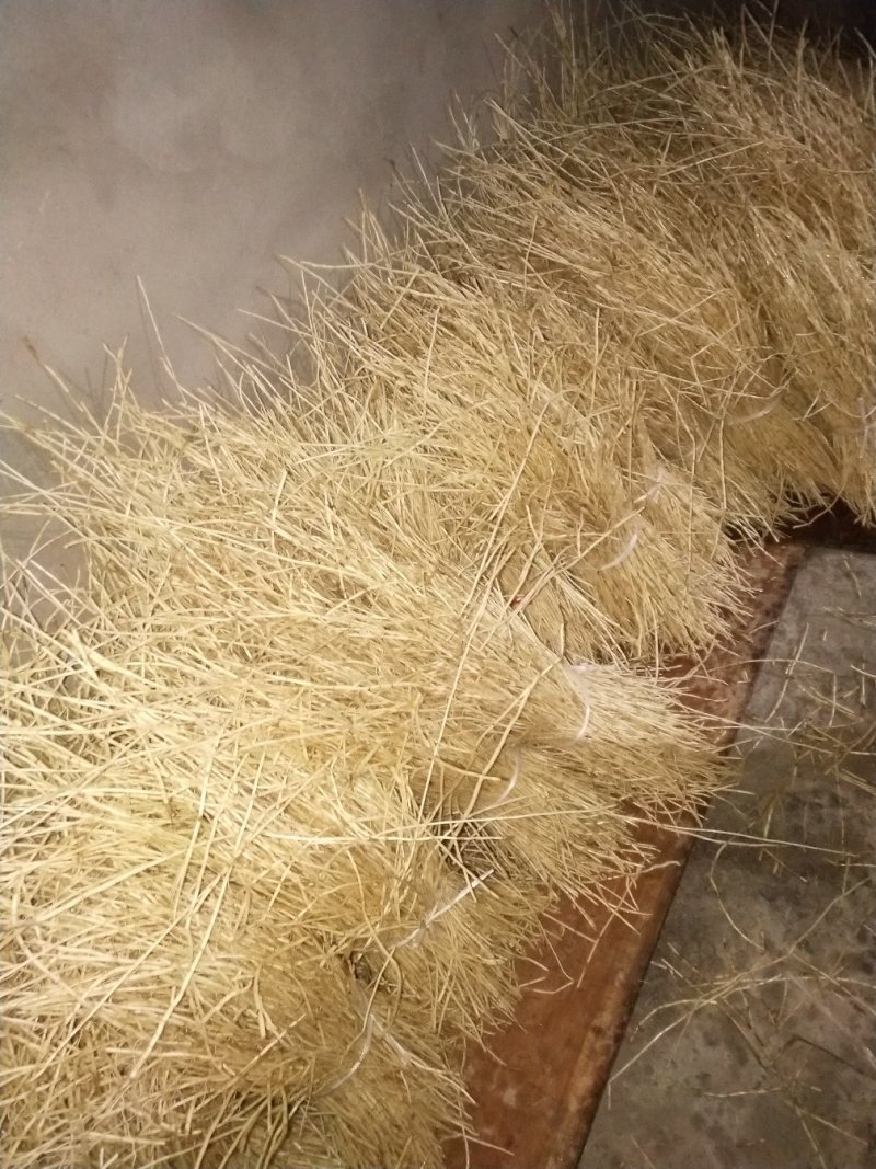 新鲜白茅根每天2吨左右