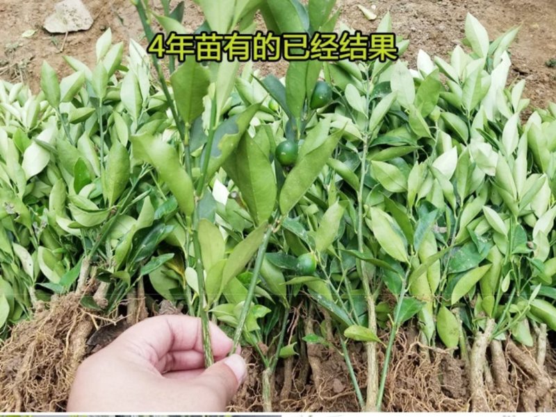 橘子苗橘子树苗砂糖橘苗桔子苗金桔柑橘子苗盆栽地栽四季果树
