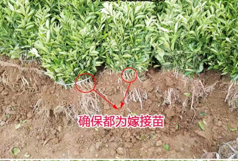 橘子苗橘子树苗砂糖橘苗桔子苗金桔柑橘子苗盆栽地栽四季果树