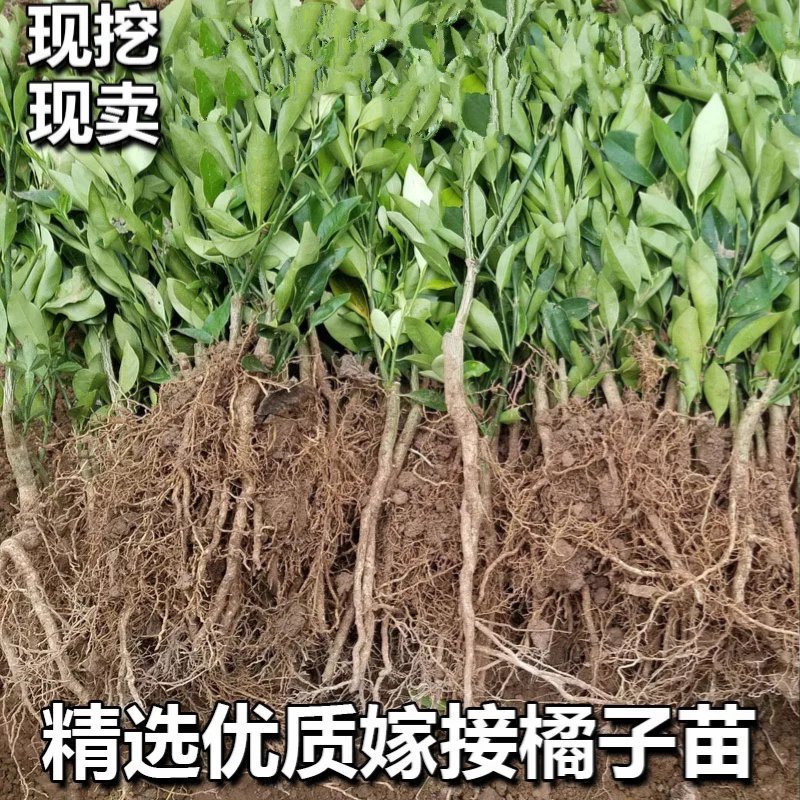 橘子苗橘子树苗砂糖橘苗桔子苗金桔柑橘子苗盆栽地栽四季果树