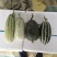 博洋9号甜瓜精品各种甜瓜产地大量供应！品种上百种