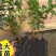 蓝莓苗蓝莓树果苗盆栽当年结果四季阳台庭院地栽南北方特大水