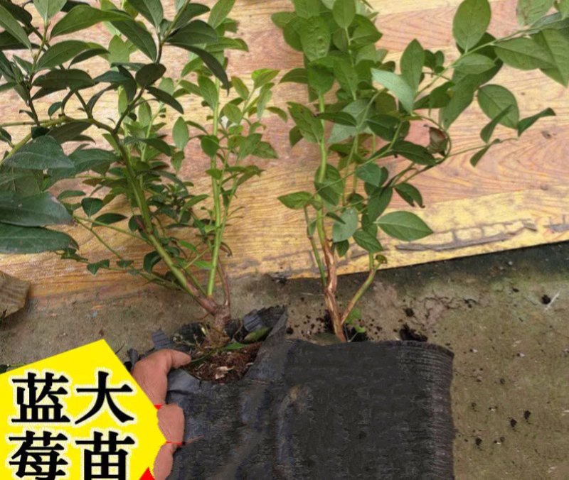 蓝莓苗蓝莓树果苗盆栽当年结果四季阳台庭院地栽南北方特大水