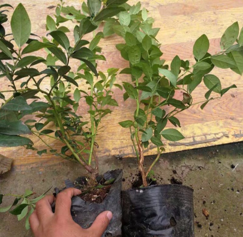 蓝莓苗蓝莓树果苗盆栽当年结果四季阳台庭院地栽南北方特大水