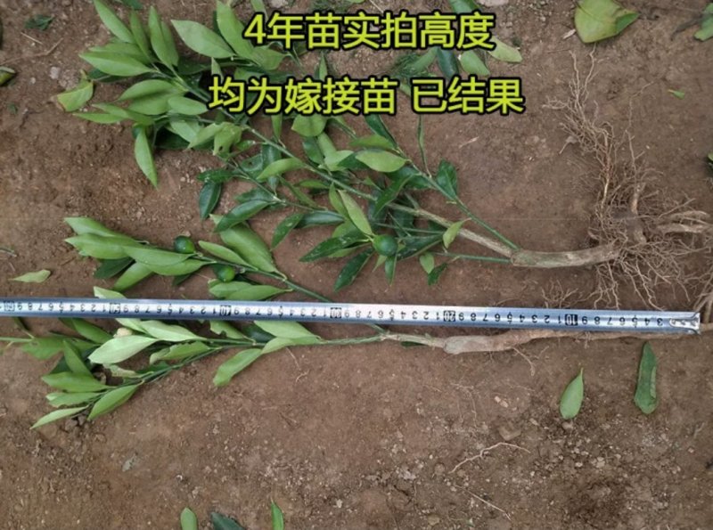 蓝莓苗蓝莓树果苗盆栽当年结果四季阳台庭院地栽南北方特大水