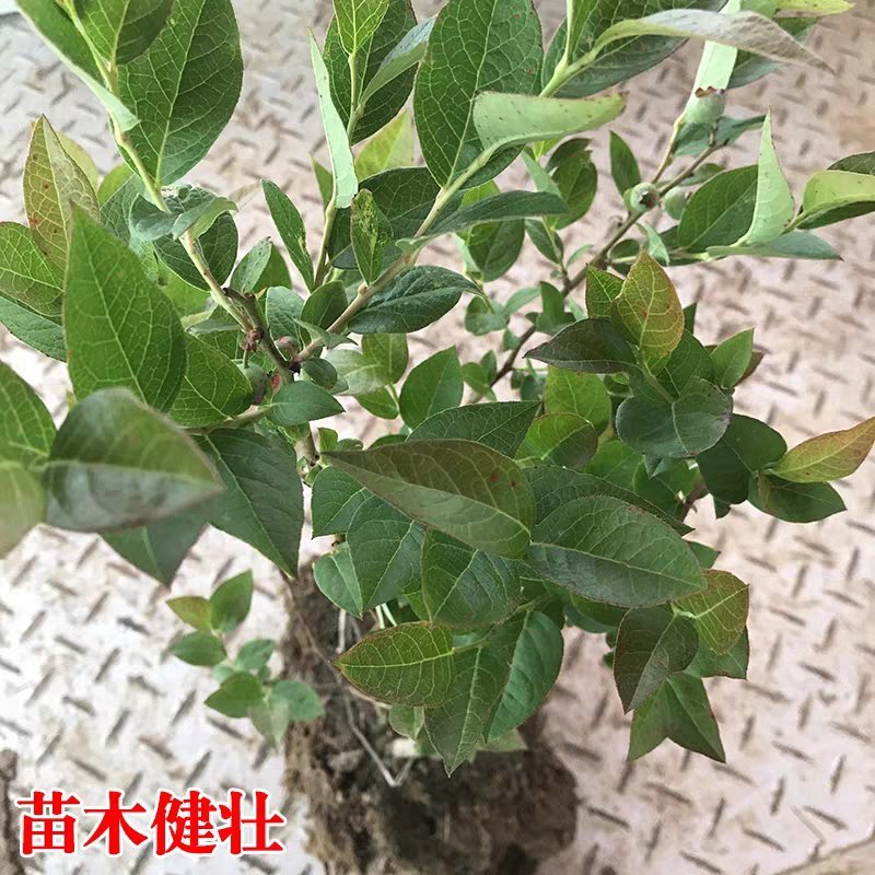 蓝莓苗蓝莓树果苗盆栽当年结果四季阳台庭院地栽南北方特大水