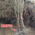 石榴树树苗突尼斯软籽庭院果树盆栽南方北方种植特大无