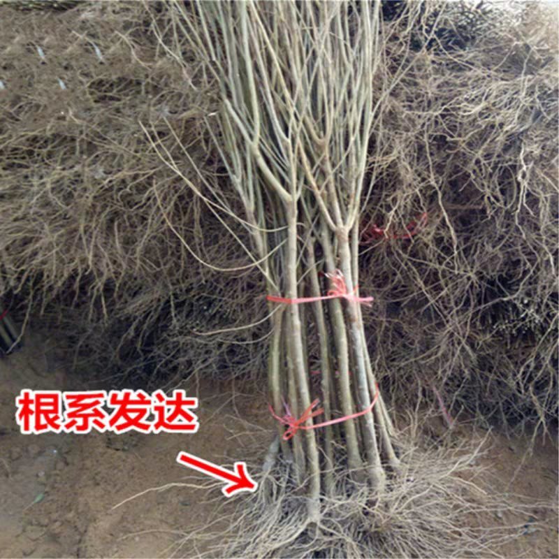 石榴树树苗突尼斯软籽庭院果树盆栽南方北方种植特大无