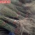 石榴树树苗突尼斯软籽庭院果树盆栽南方北方种植特大无
