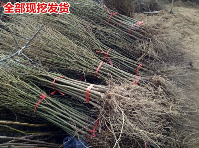 石榴树树苗突尼斯软籽庭院果树盆栽南方北方种植特大无