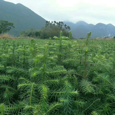 供应杉树苗，湿地松苗，红豆杉苗