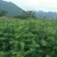 供应杉树苗，湿地松苗，红豆杉苗