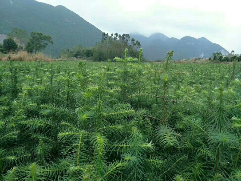 供应杉树苗，湿地松苗，红豆杉苗