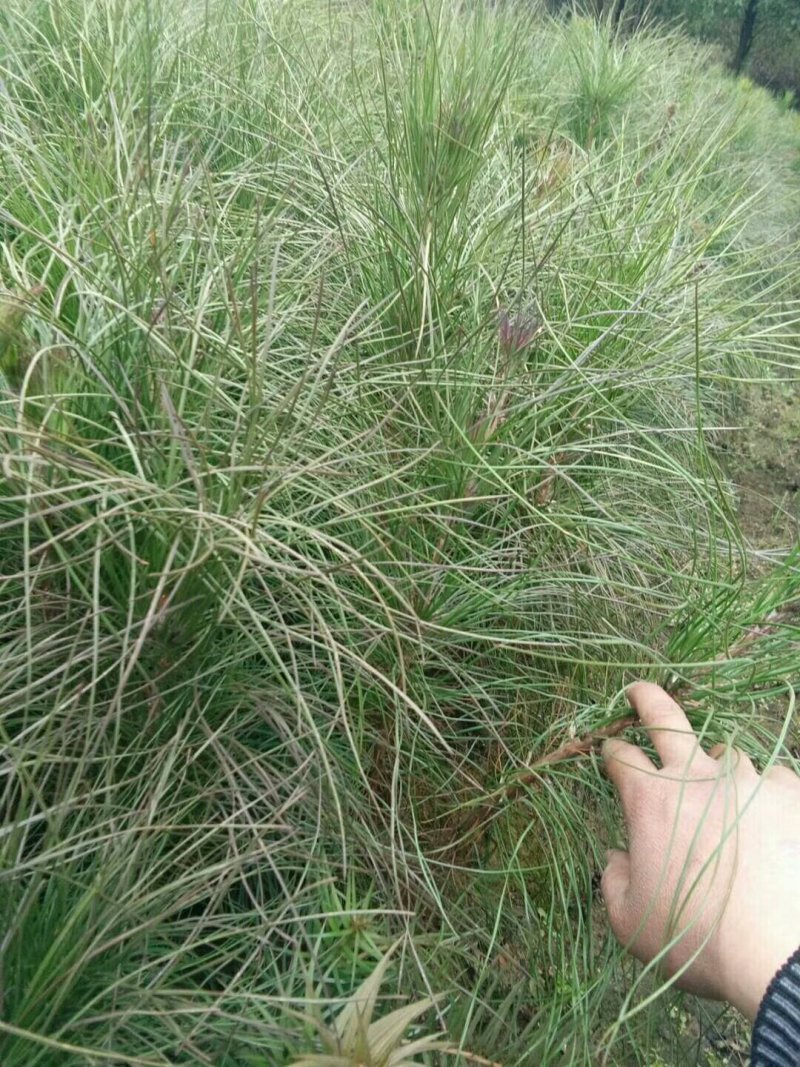 供应杉树苗，湿地松苗，红豆杉苗