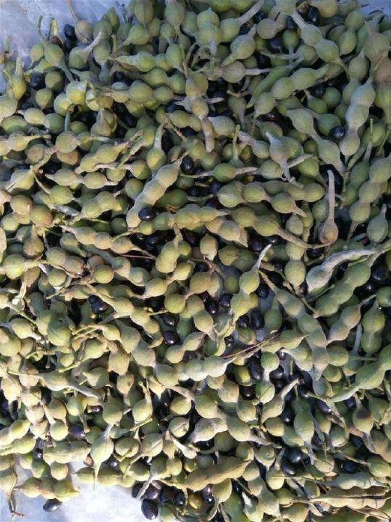 山豆根种子颗粒饱满提供种植技术