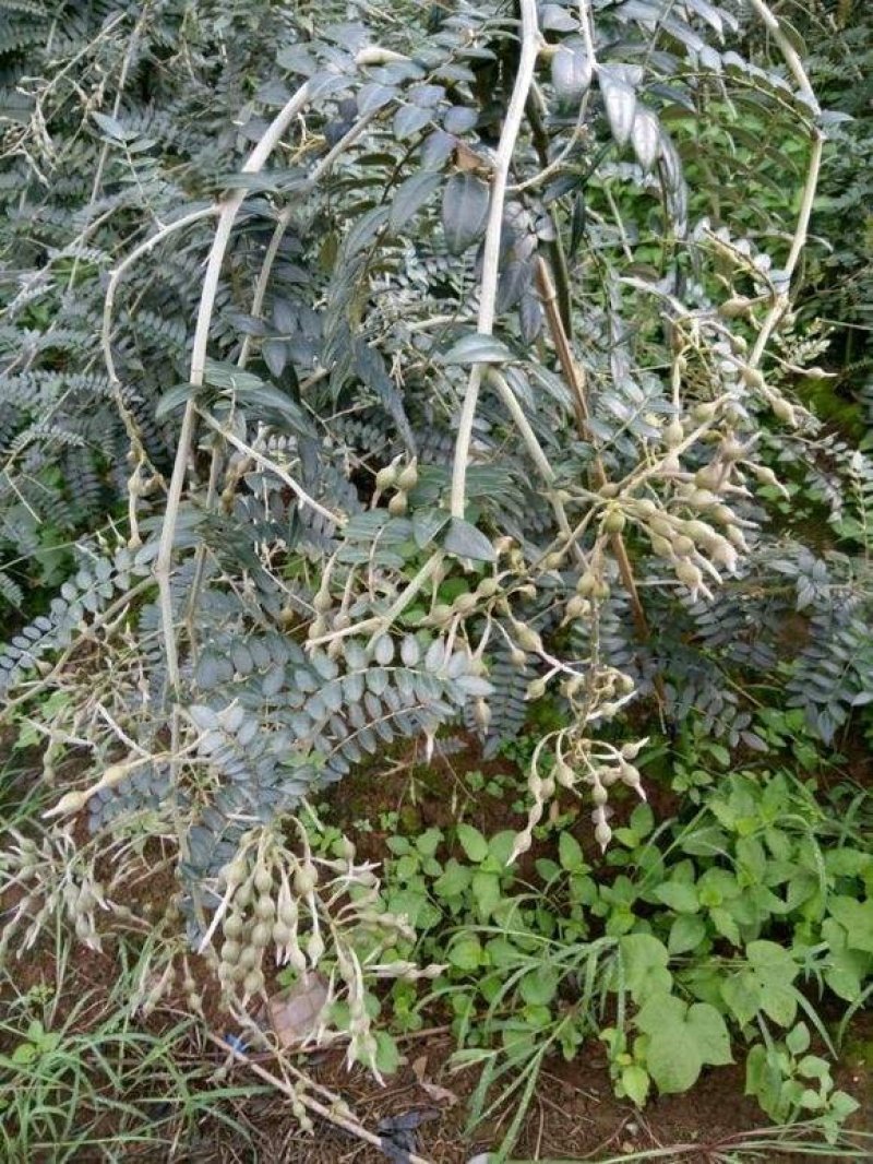 山豆根种子颗粒饱满提供种植技术