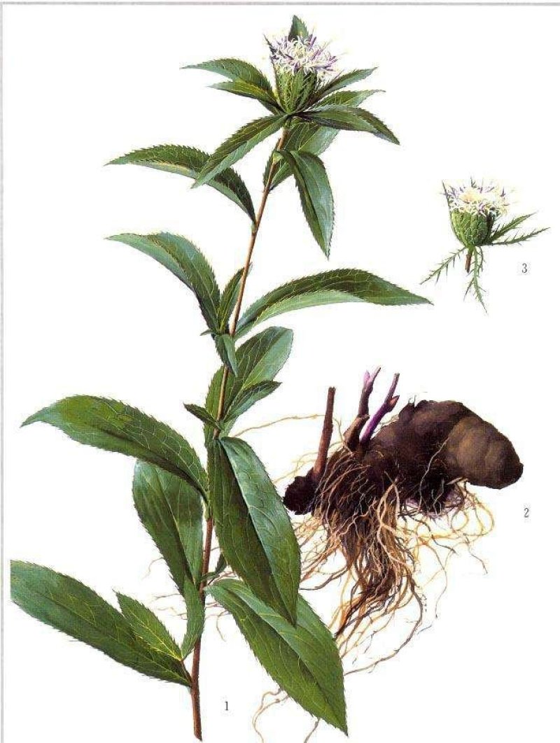 苍术种子