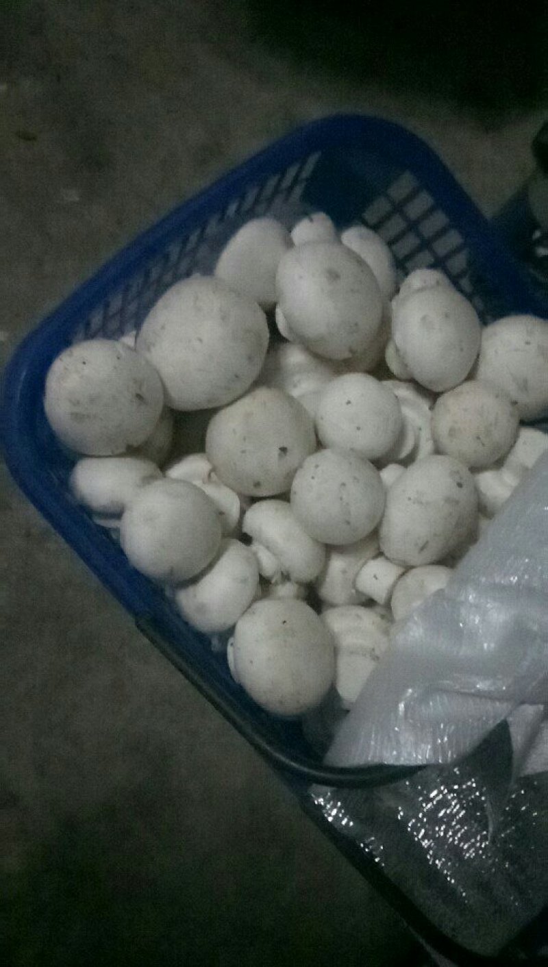 食用菌鲜货