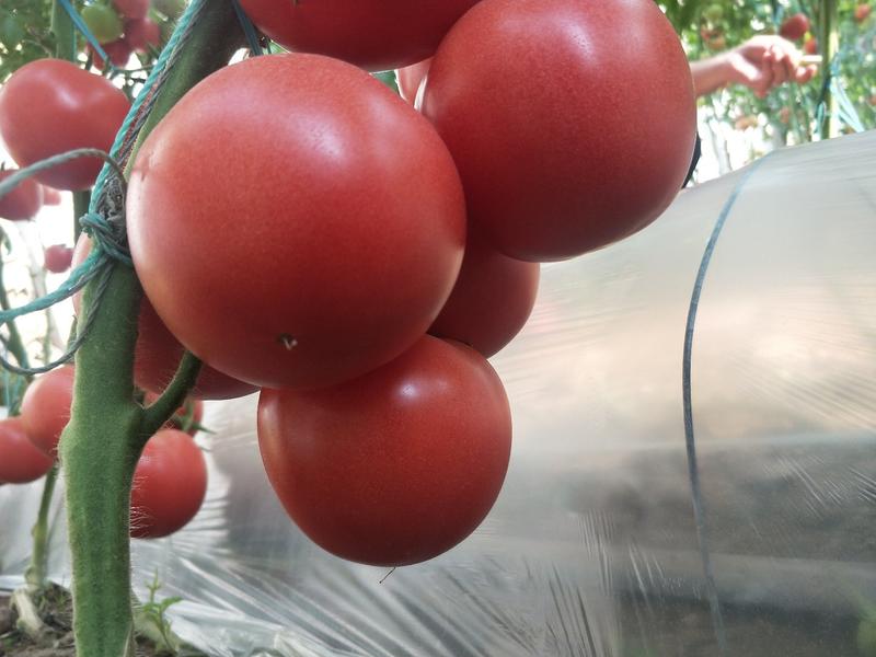 番茄苗、大粉西红柿苗、大红番茄苗、石头果番茄苗