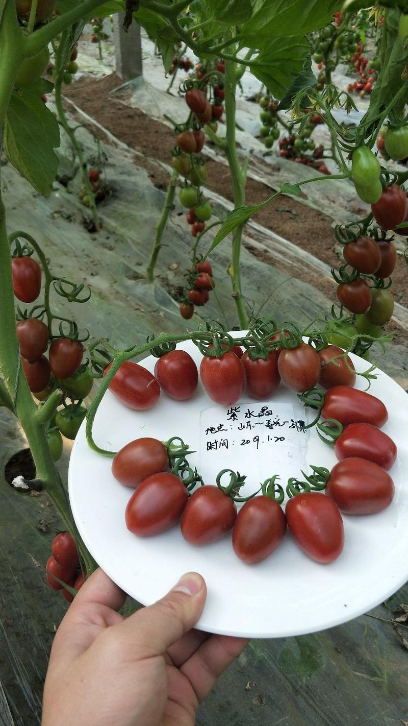 小番茄苗、千禧苗、粉贝贝苗、绿宝石苗、紫迷彩苗