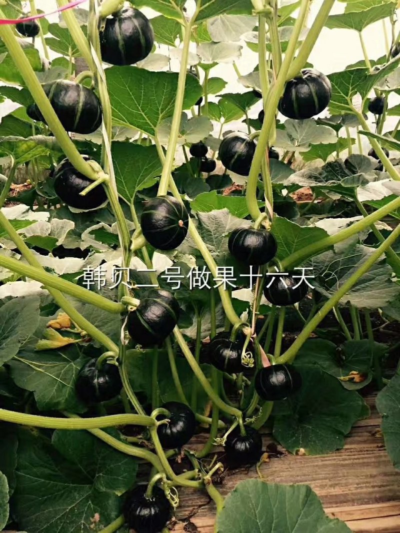 贝贝南瓜种子、板栗南瓜种子、大红南瓜种子、银栗南瓜种子