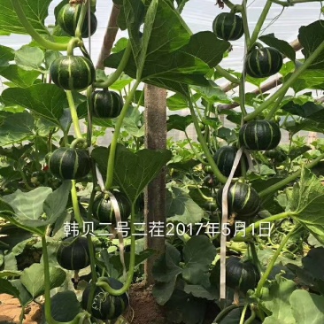 贝贝南瓜种子、板栗南瓜种子、大红南瓜种子、银栗南瓜种子