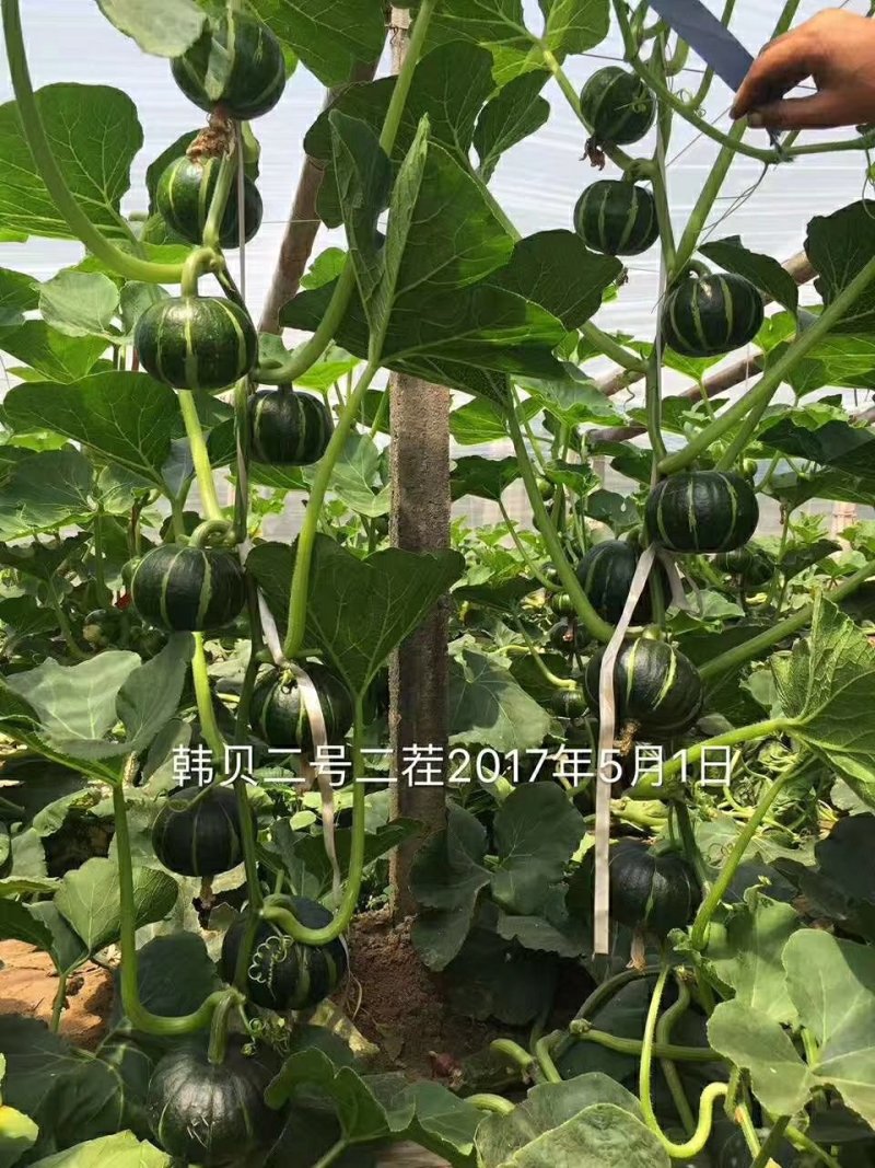 贝贝南瓜种子、板栗南瓜种子、大红南瓜种子、银栗南瓜种子