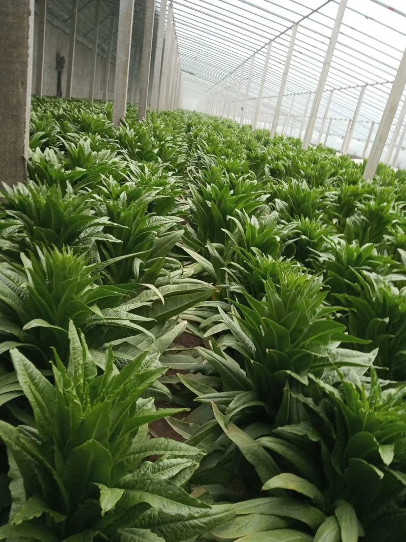 尖叶莴苣青皮青肉，基地直销质量好，需要的联系