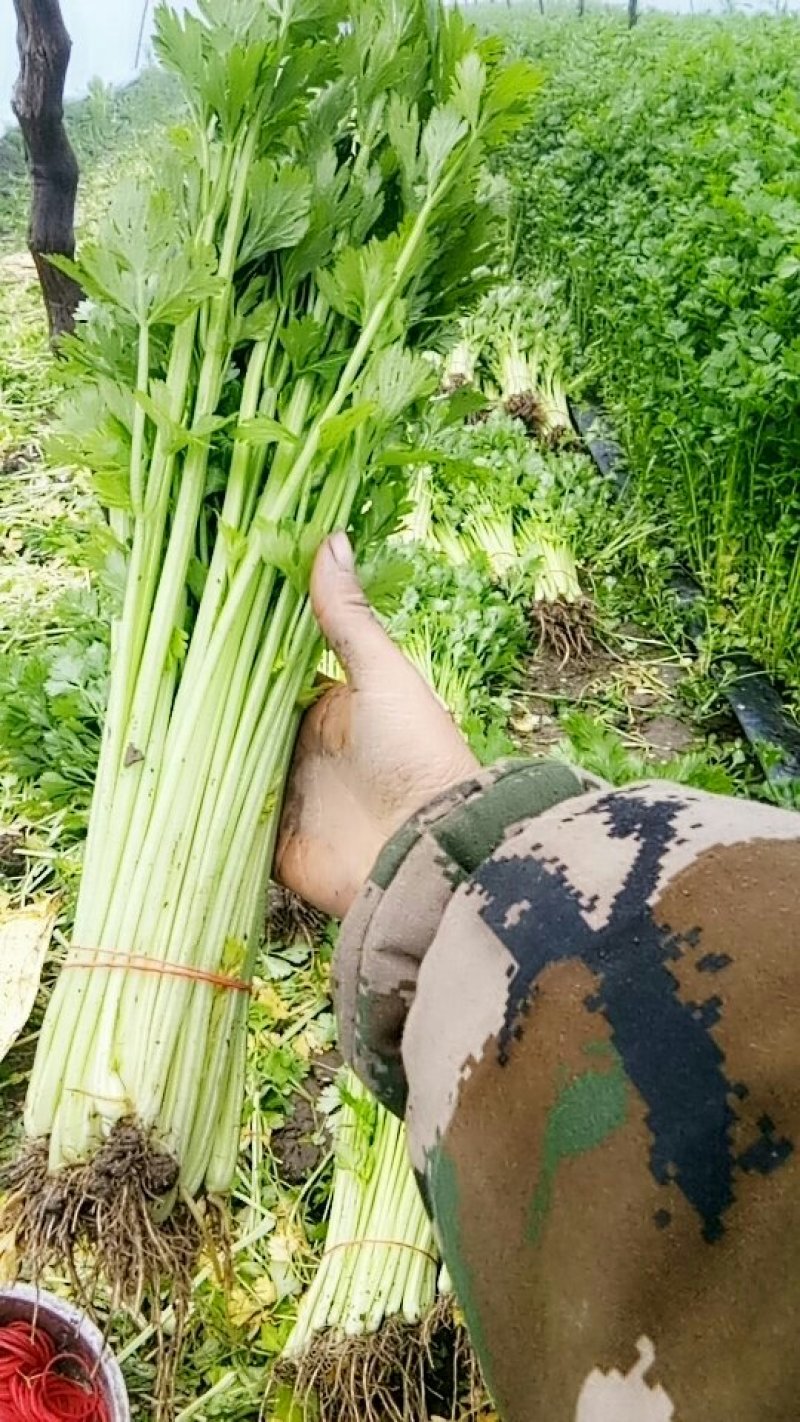 芹菜