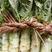 江苏东台地区莴苣，大小均匀10根一捆，各种规格都有