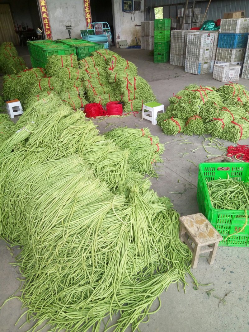 江苏东台地区莴苣，大小均匀10根一捆，各种规格都有
