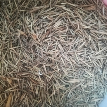 中国真正的楠竹毛竹种竹产地桂林市一千多米海拨天然的种竹。