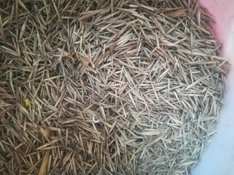 中国真正的楠竹毛竹种竹产地桂林市一千多米海拨天然的种竹。
