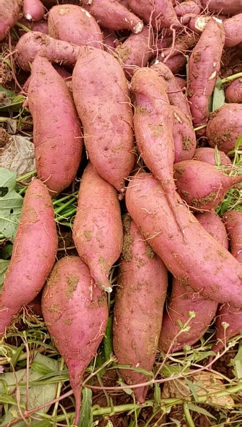 纯紫薯粉条
