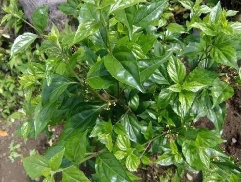 豆腐柴观音树三至五年苗