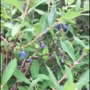 树桩