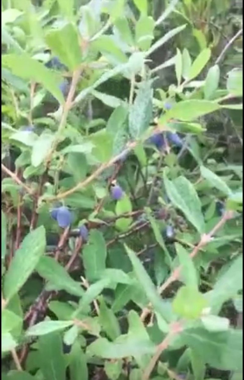 树桩