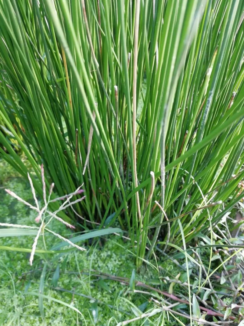 灯心草全国最大万亩灯心草基地.