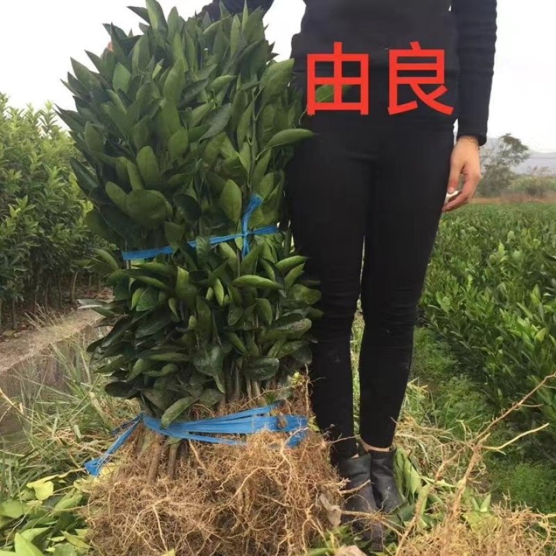 由良柑橘苗蜜橘苗蜜桔苗台州黄岩农户自产自销