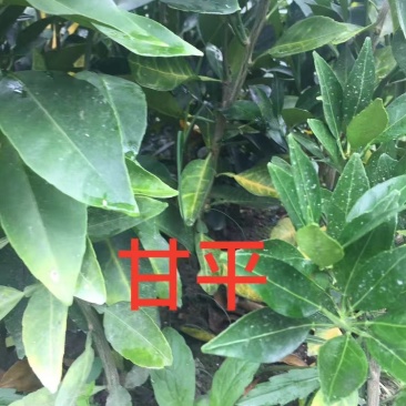 甘平桔苗橘苗蜜桔苗蜜橘苗