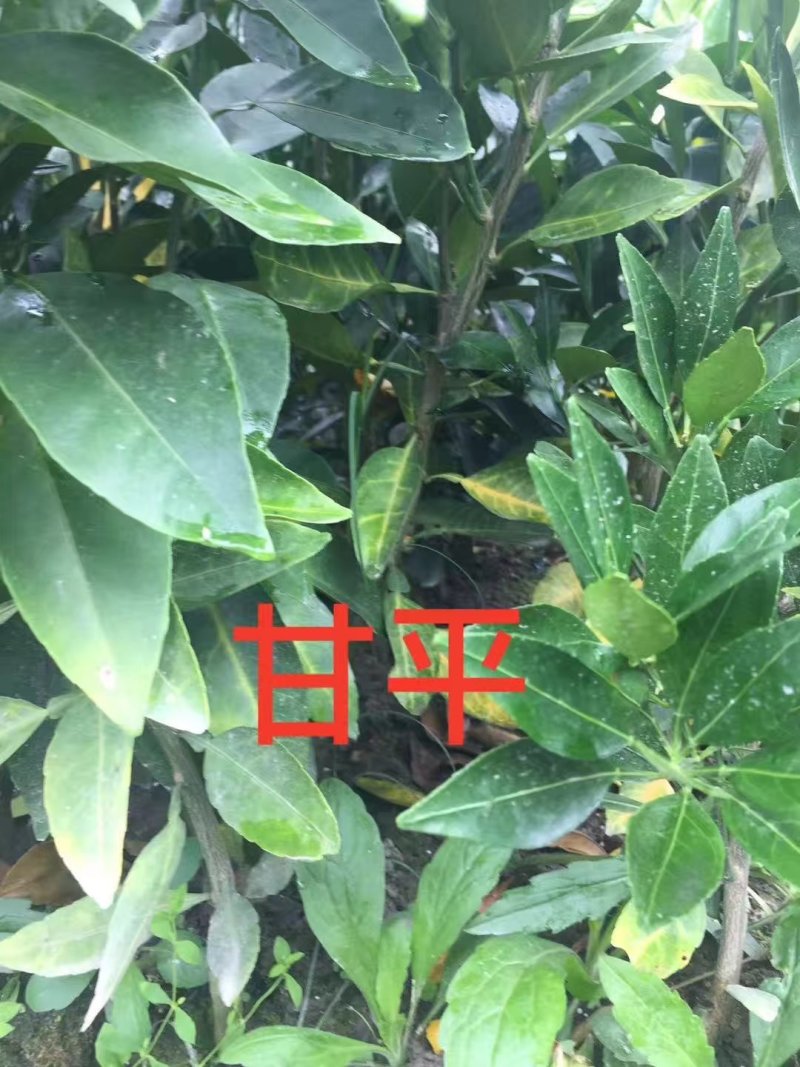 甘平桔苗橘苗蜜桔苗蜜橘苗