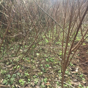 黄桃苗桃子苗水蜜桃苗