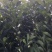 1年台州玉环文旦柚苗